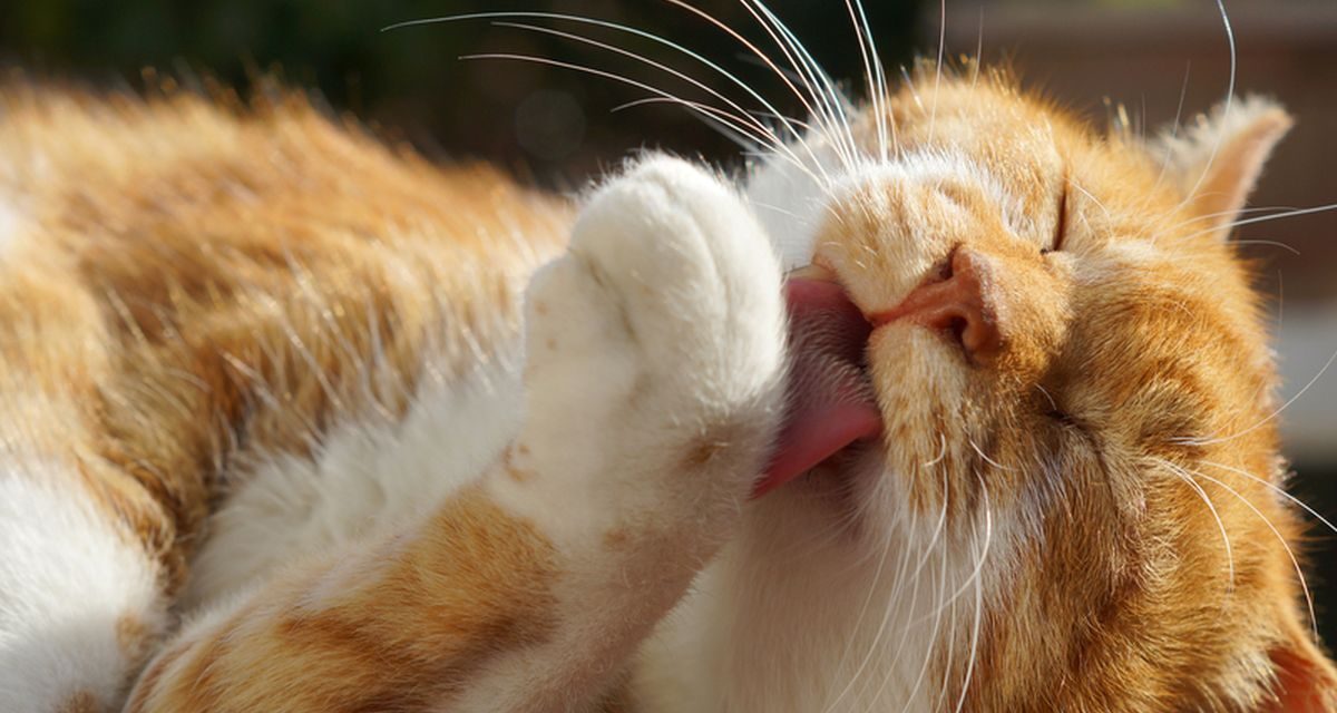 Kenapa Kucing Sering Menjilati Tubuhnya? Ini Alasannya