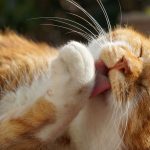 Kenapa Kucing Sering Menjilati Tubuhnya? Ini Alasannya