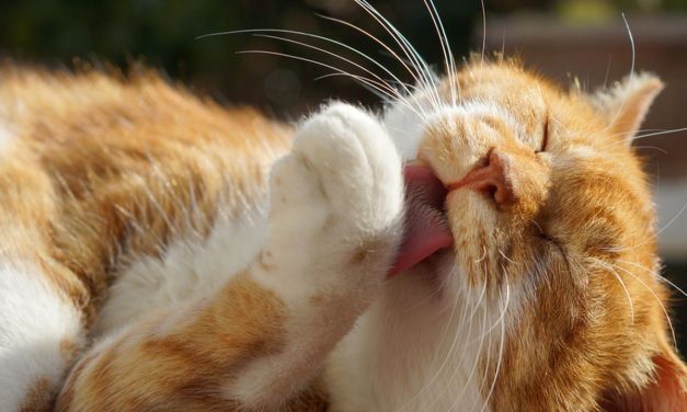 Kenapa Kucing Sering Menjilati Tubuhnya? Ini Alasannya