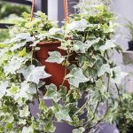 Mitos Tanaman Hias Bawa Sial: Apa Kata Ahli Feng Shui?