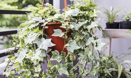 Mitos Tanaman Hias Bawa Sial: Apa Kata Ahli Feng Shui?