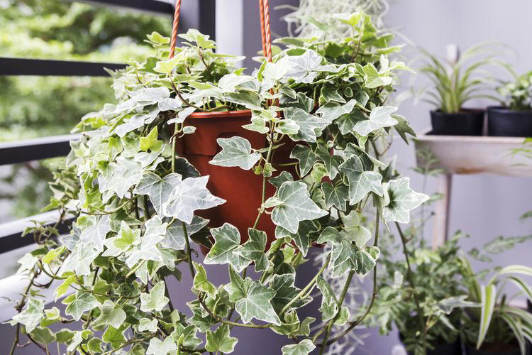 Mitos Tanaman Hias Bawa Sial: Apa Kata Ahli Feng Shui?