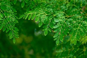 Daun Kelor: Superfood Kaya Manfaat Untuk Kesehatan