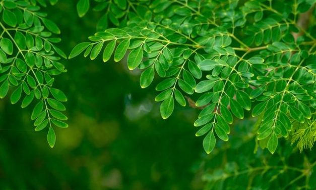 Daun Kelor: Superfood Kaya Manfaat Untuk Kesehatan