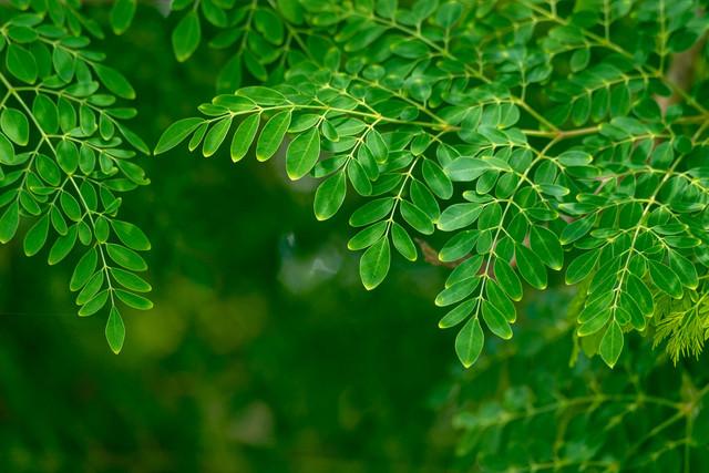 Daun Kelor: Superfood Kaya Manfaat Untuk Kesehatan
