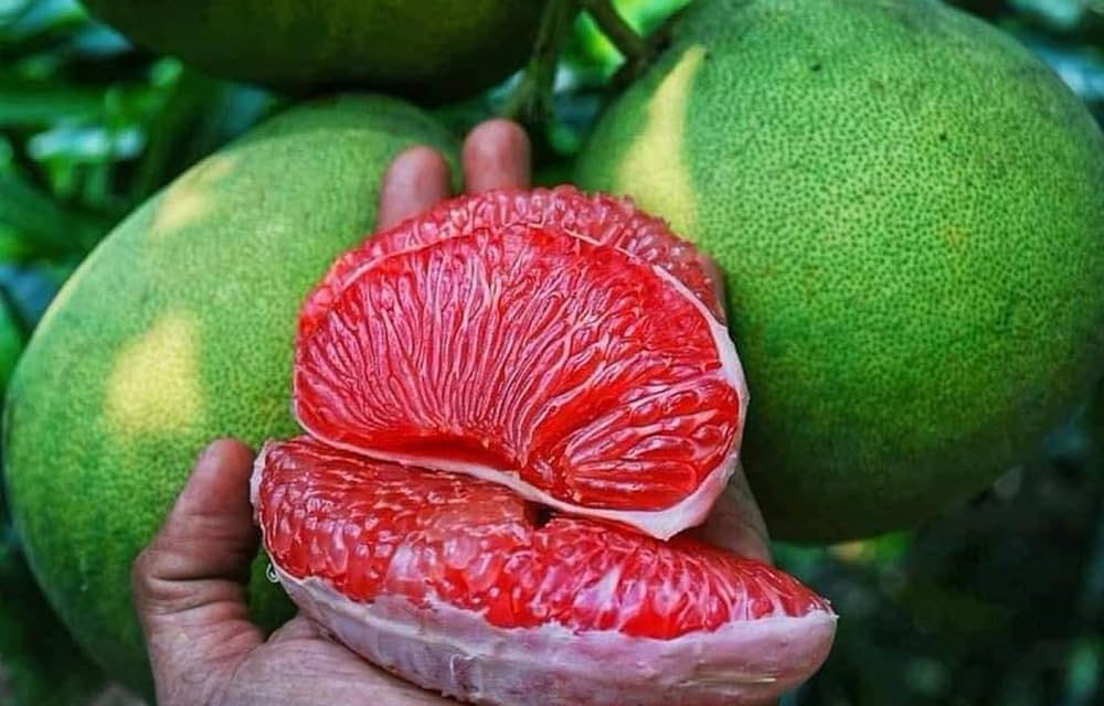 Rahasia Tubuh Bugar, Jeruk Bali Buah Andalan Kaya Vitamin C