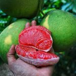 Rahasia Tubuh Bugar, Jeruk Bali Buah Andalan Kaya Vitamin C