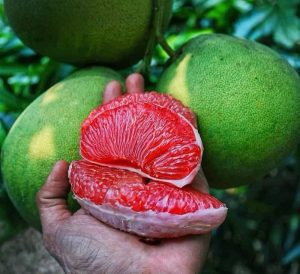 Rahasia Tubuh Bugar, Jeruk Bali Buah Andalan Kaya Vitamin C