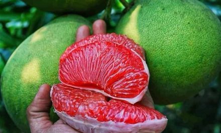 Rahasia Tubuh Bugar, Jeruk Bali Buah Andalan Kaya Vitamin C